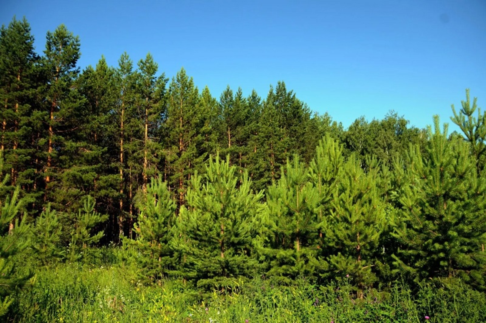 Лесное хозяйство Башкирии получит 280 млн рублей