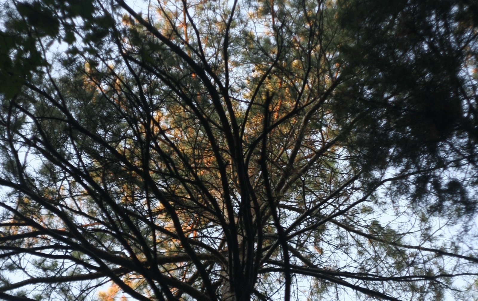 Жителям Башкирии напомнили о штрафах за нарушение противопожарного режима