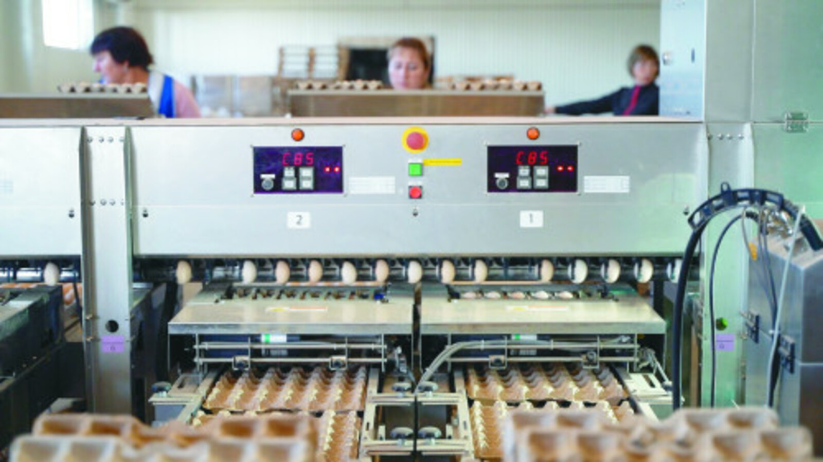 Производство куриных яиц в Башкирии в 2025 году составит 950 млн штук