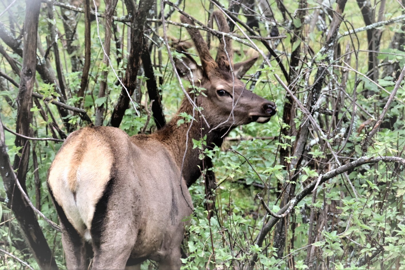 ВОЛОНТЕРЫ РГО СЧИТАЮТ МАРАЛОВ