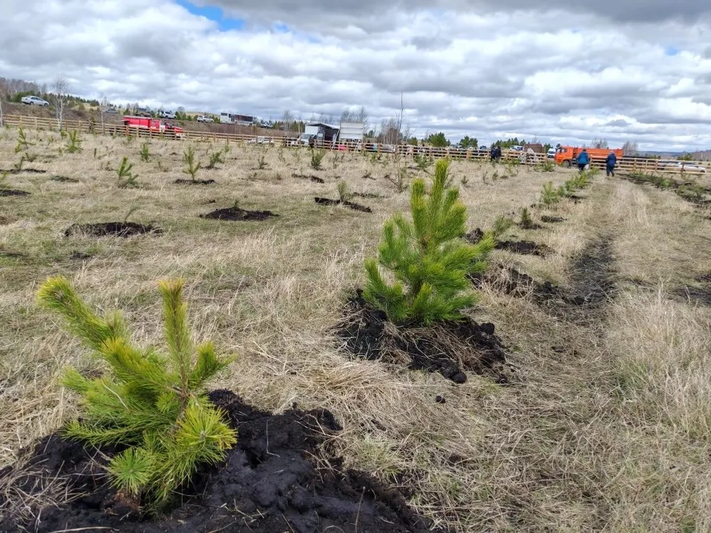 Студенты Сибайского института высадили более 2000 деревьев