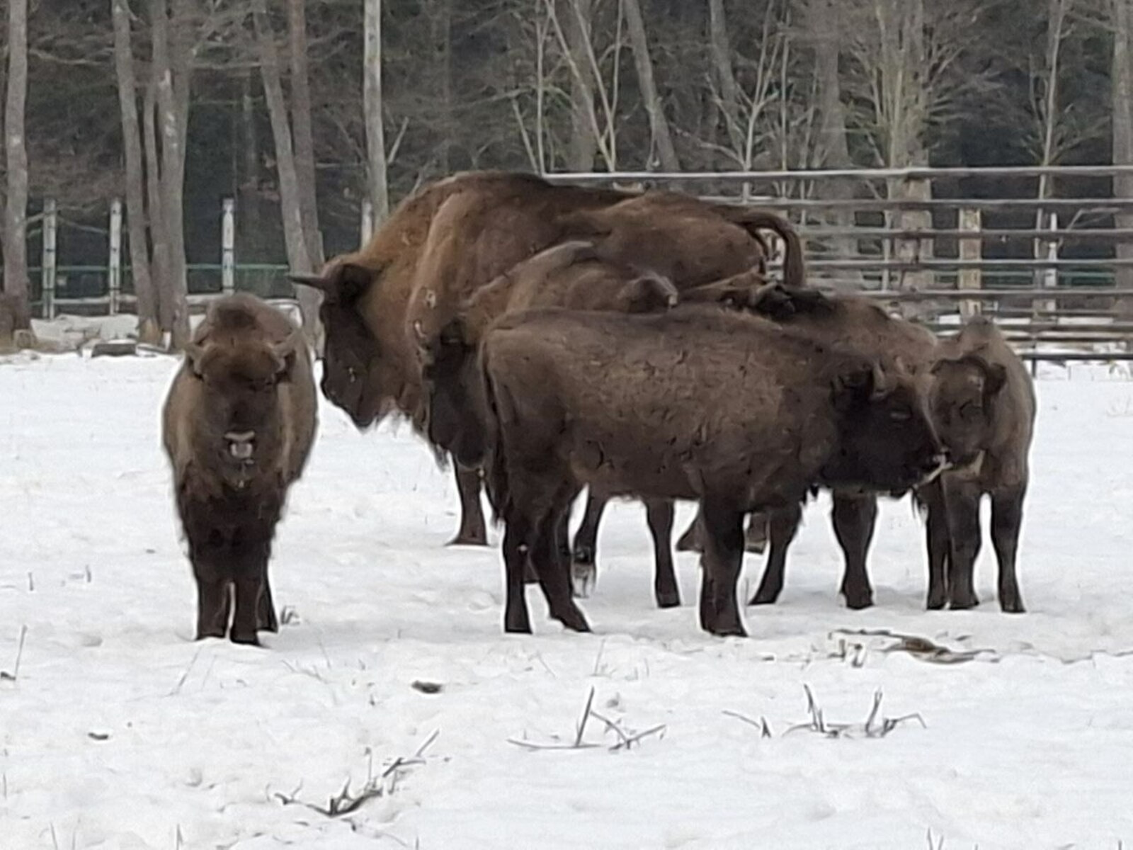 ЗУБРЫ УКРЕПЛЯЮТ ДРУЖБУ