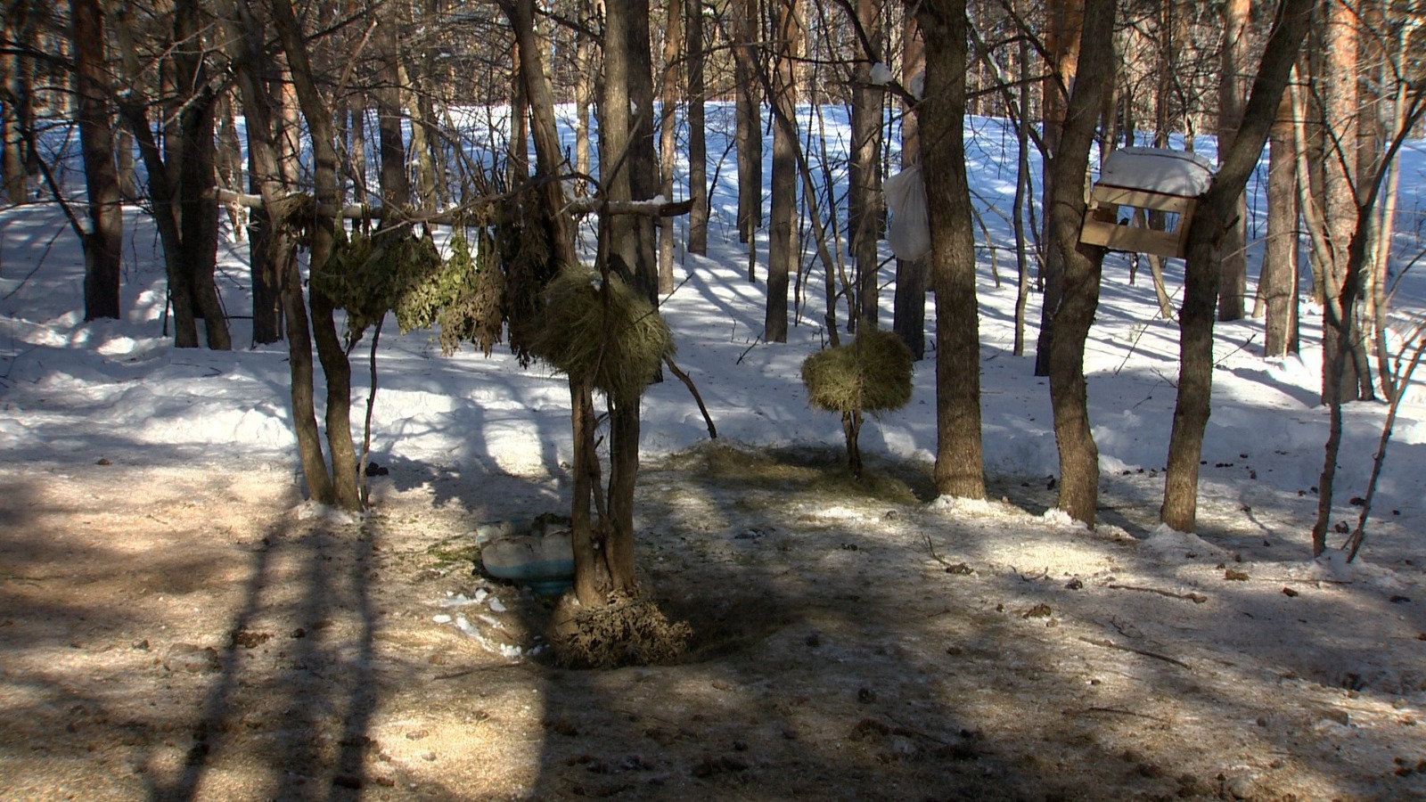 В Башкирии открыли  «лесную столовую»  в зоологическом заказнике