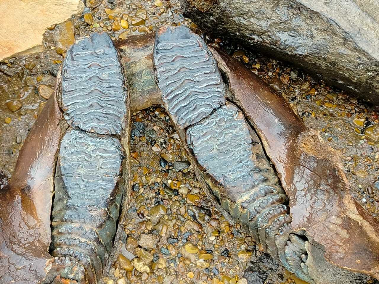 ОХОТНИКИ НА МАМОНТОВ