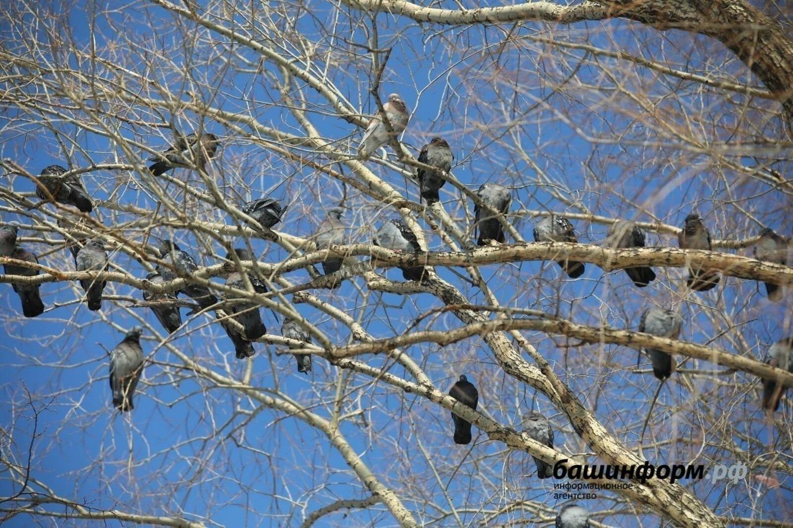 Уфа весенняя: день 23 марта 2026 года оказался самым тёплым за 19 лет