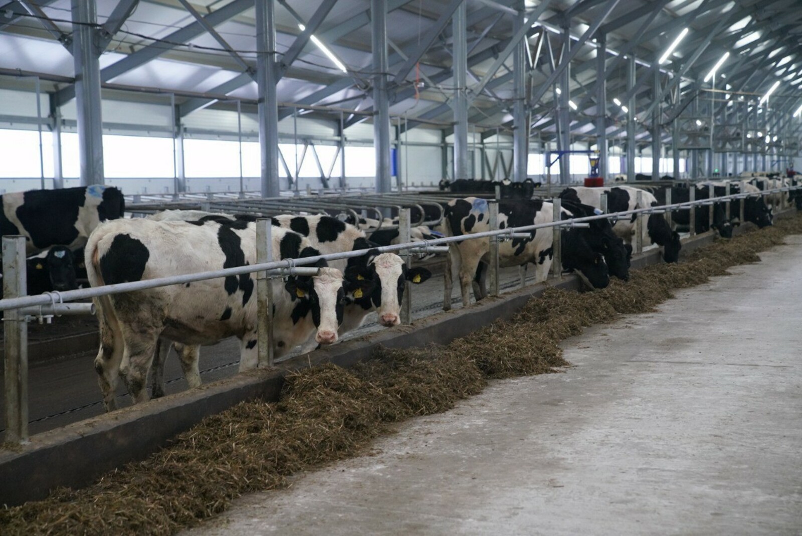 В Башкирии заработала самая крупная молочная ферма на 6,5 тысяч голов