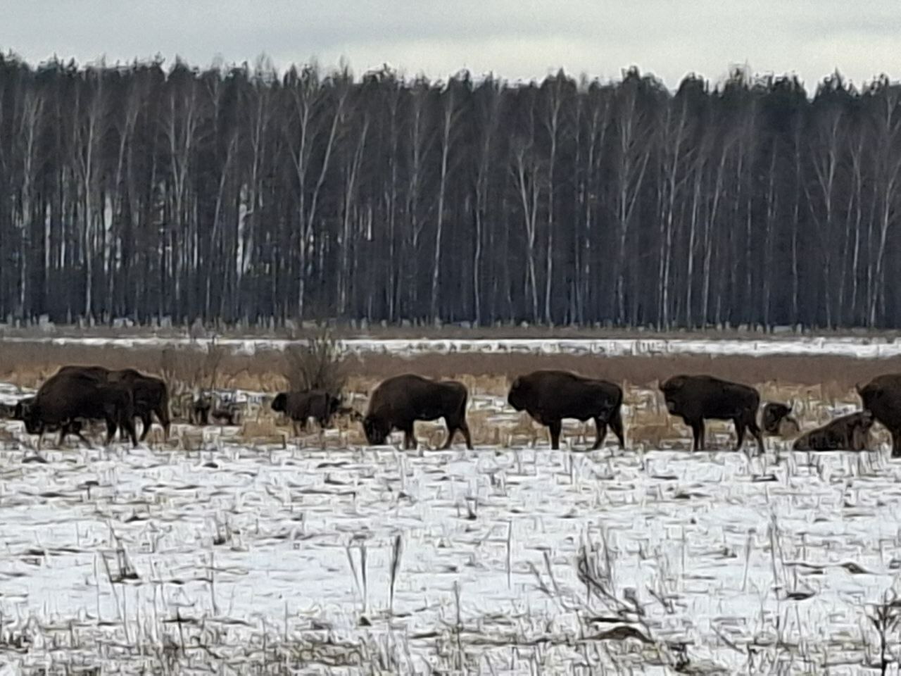 ЗУБРЫ УКРЕПЛЯЮТ ДРУЖБУ