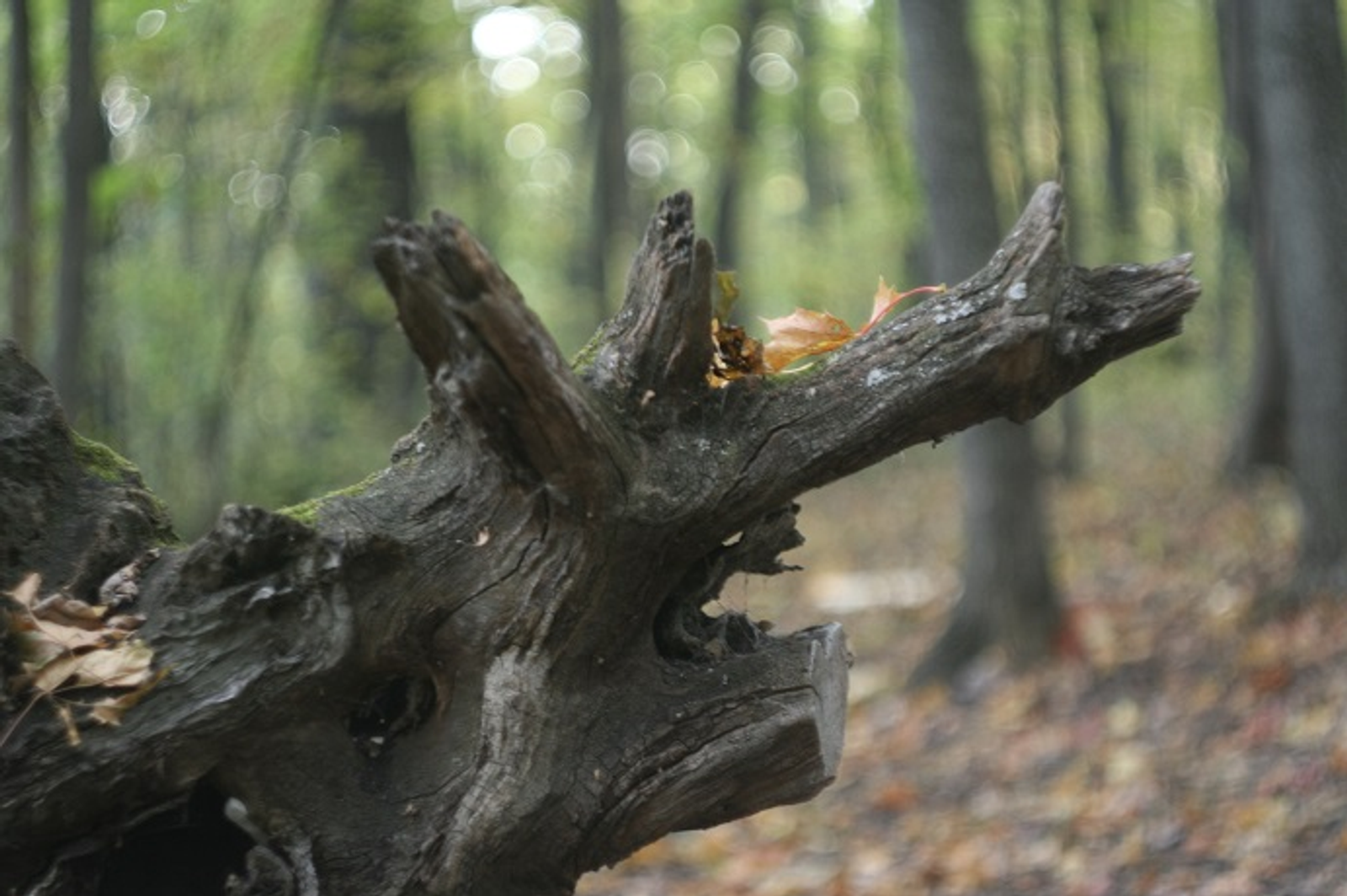 В Башкирии назвали причины лесных пожаров