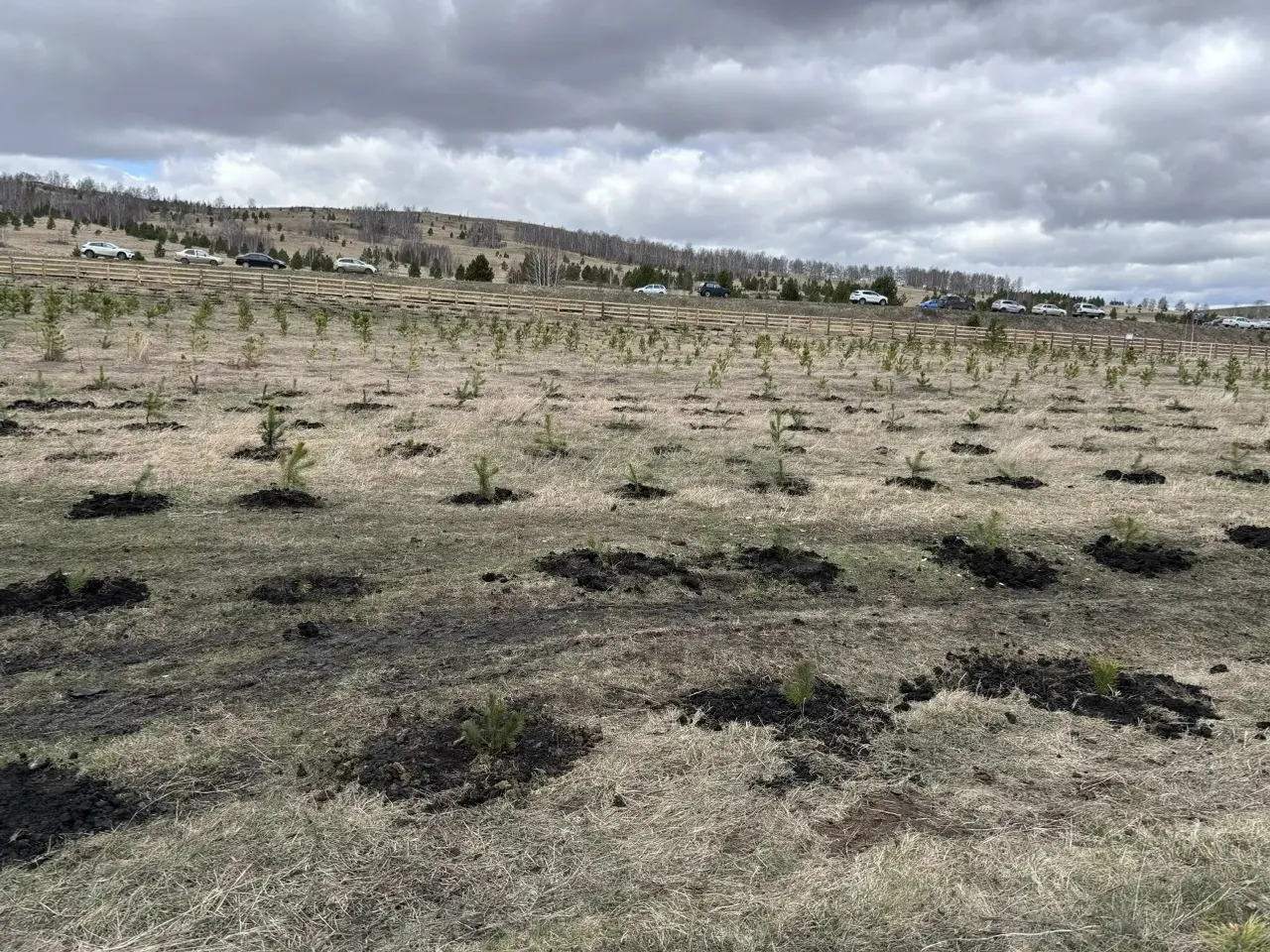 Зариф Байгускаров: «Мы вместе создали сосновый лес»