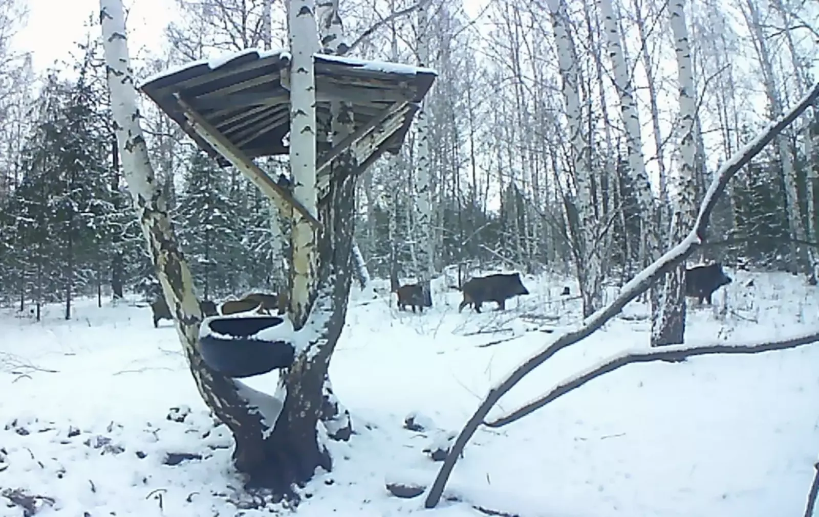 В Башкирии стартует зимний учет охотничьих ресурсов