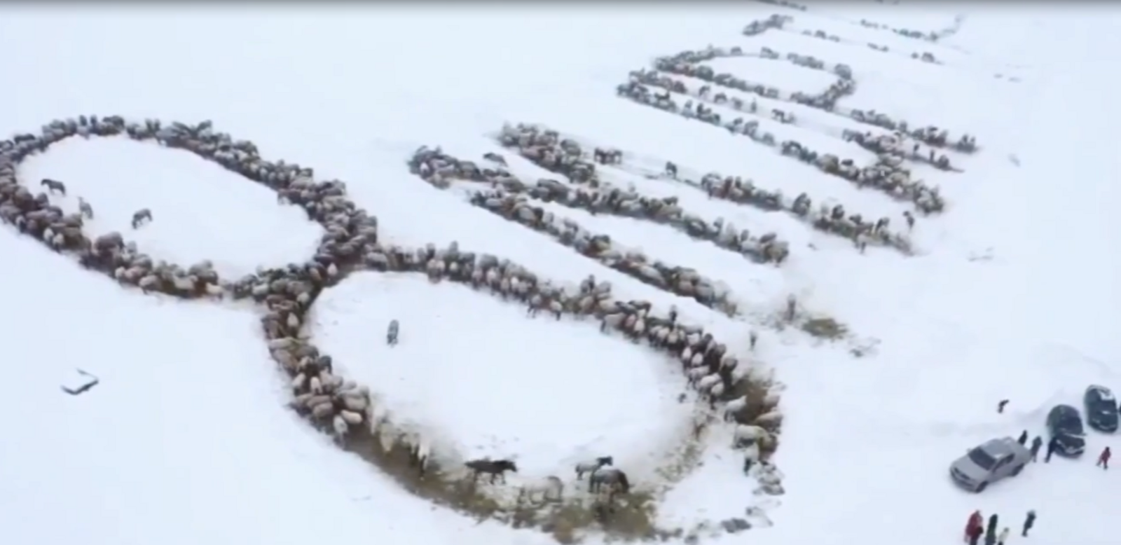 Фермер из Башкирии поздравил женщин с 8 Марта огромной надписью из лошадей