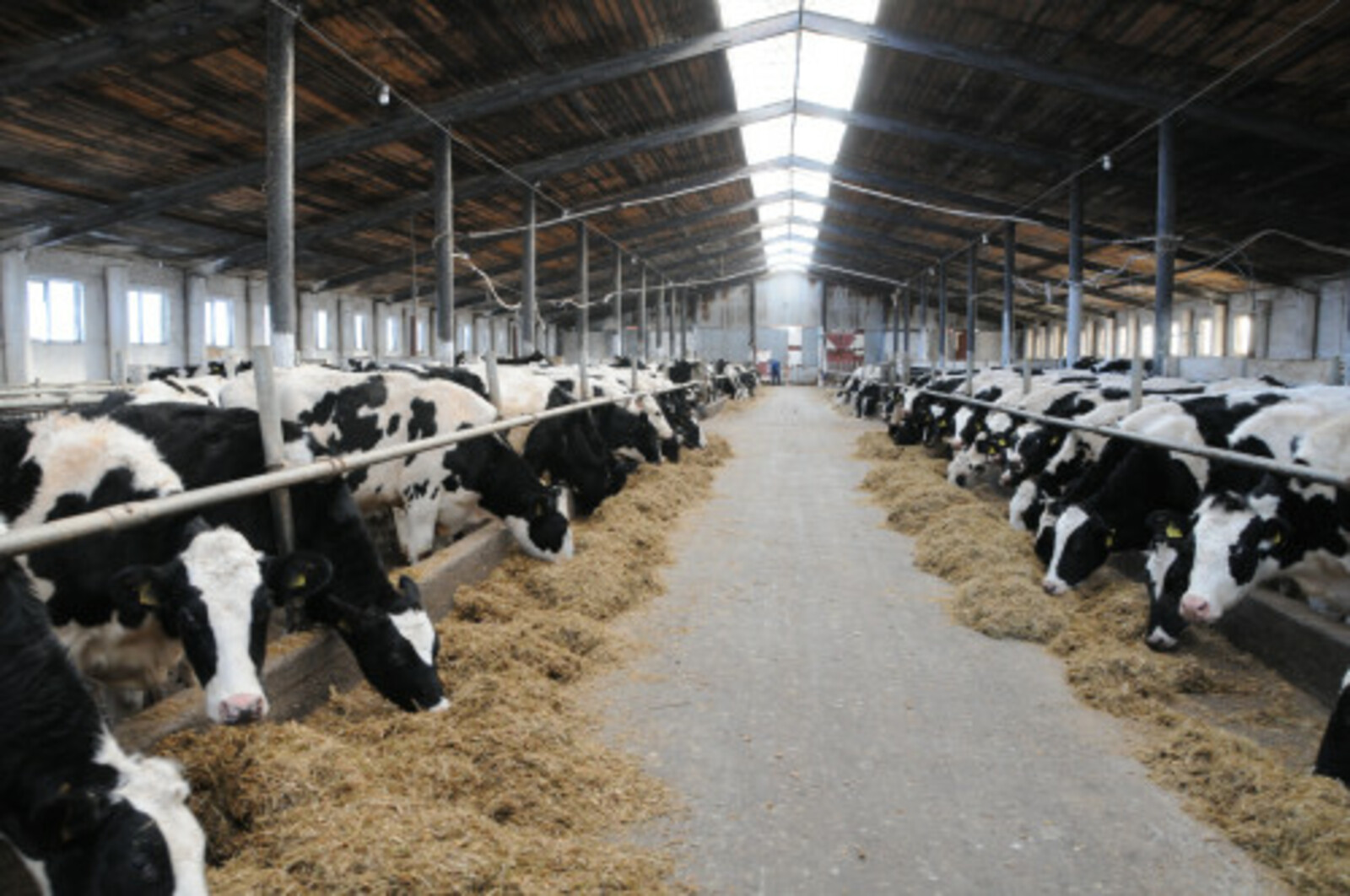 Аграрии РБ по нацпроекту получили 7 млн рублей на генетическую экспертизу КРС