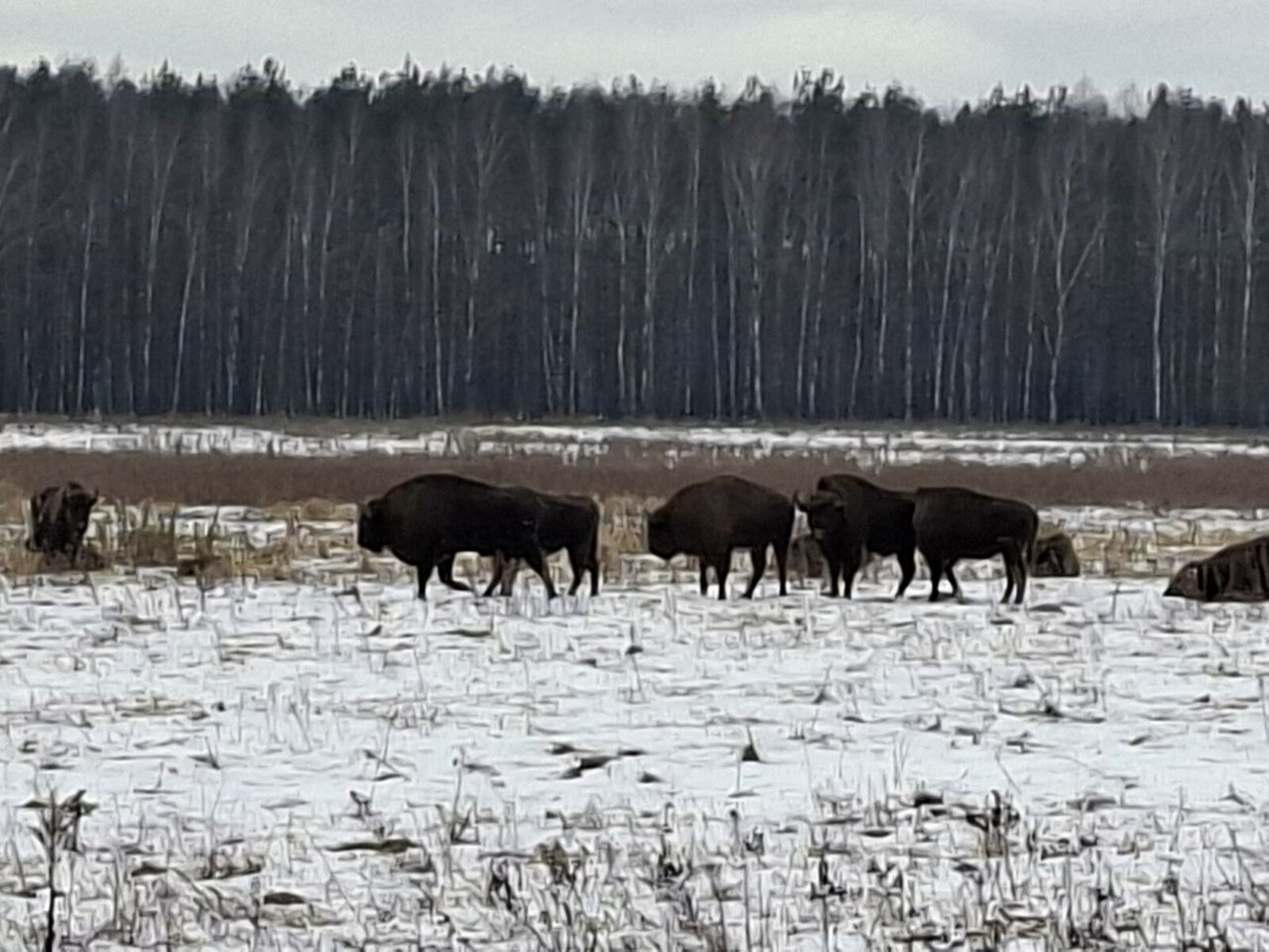 Экспедиция  РГО из Башкирии посетила  НП "Беловежская пуща"  в Беларуси