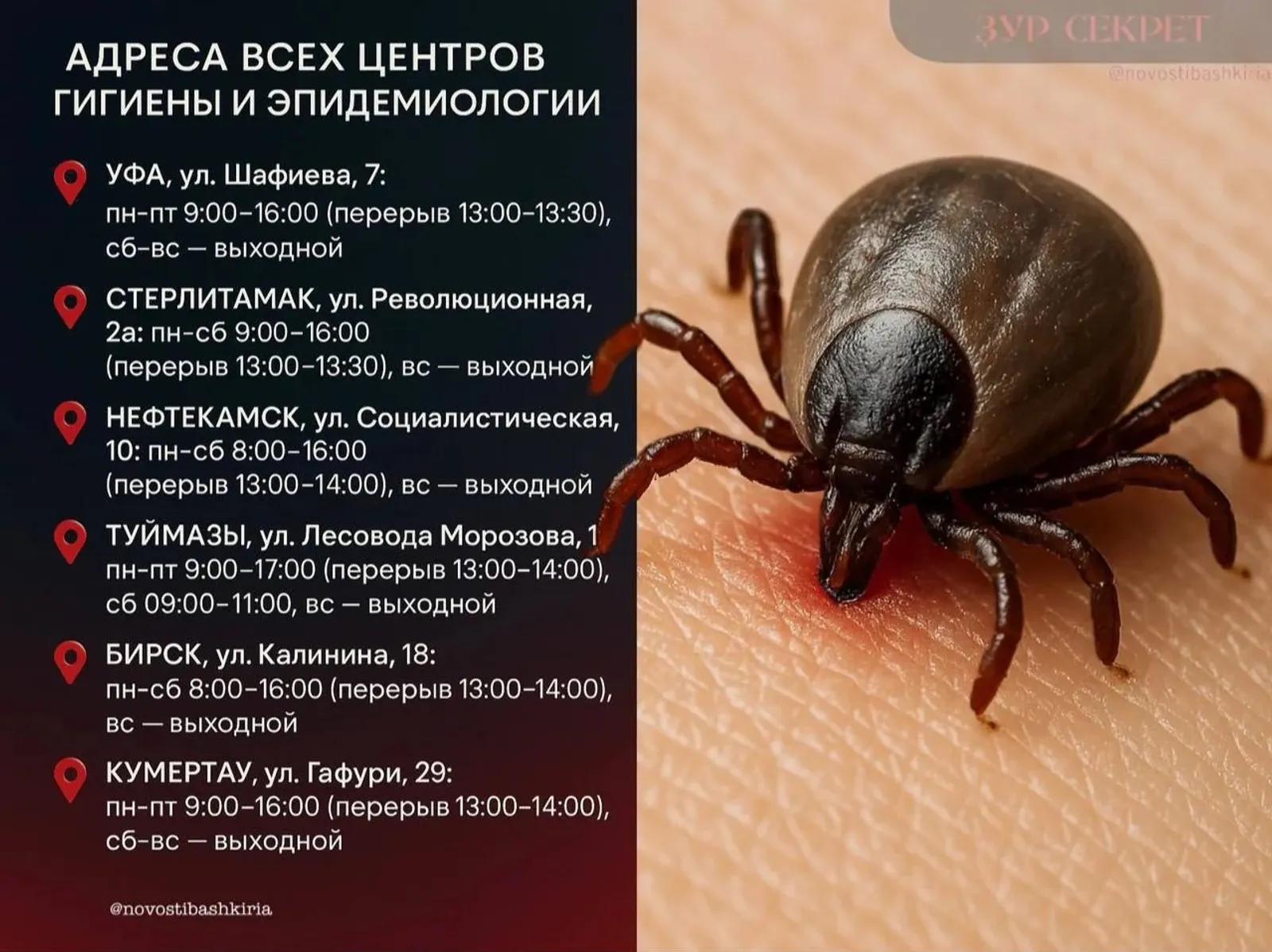В Башкирии клещи покусали почти три тысячи человек