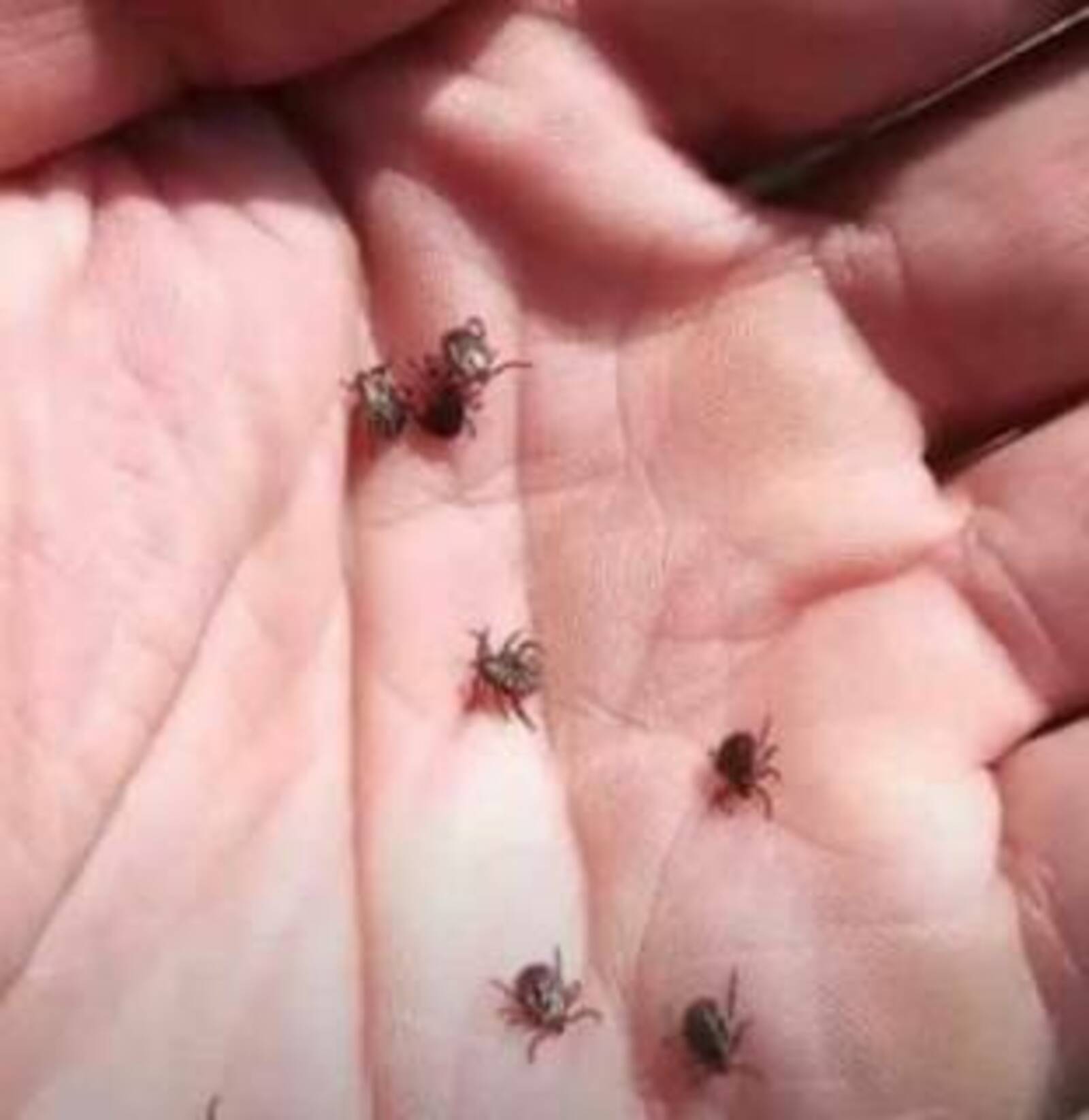 В Башкирии просыпаются клещи