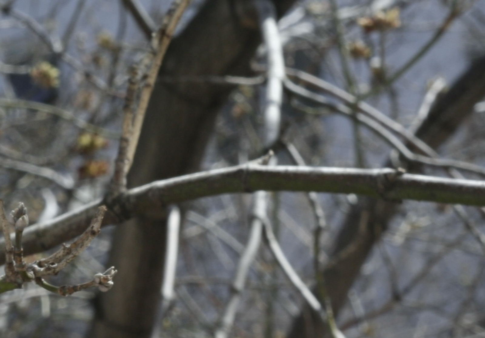 В Уфе подросток упал с дерева