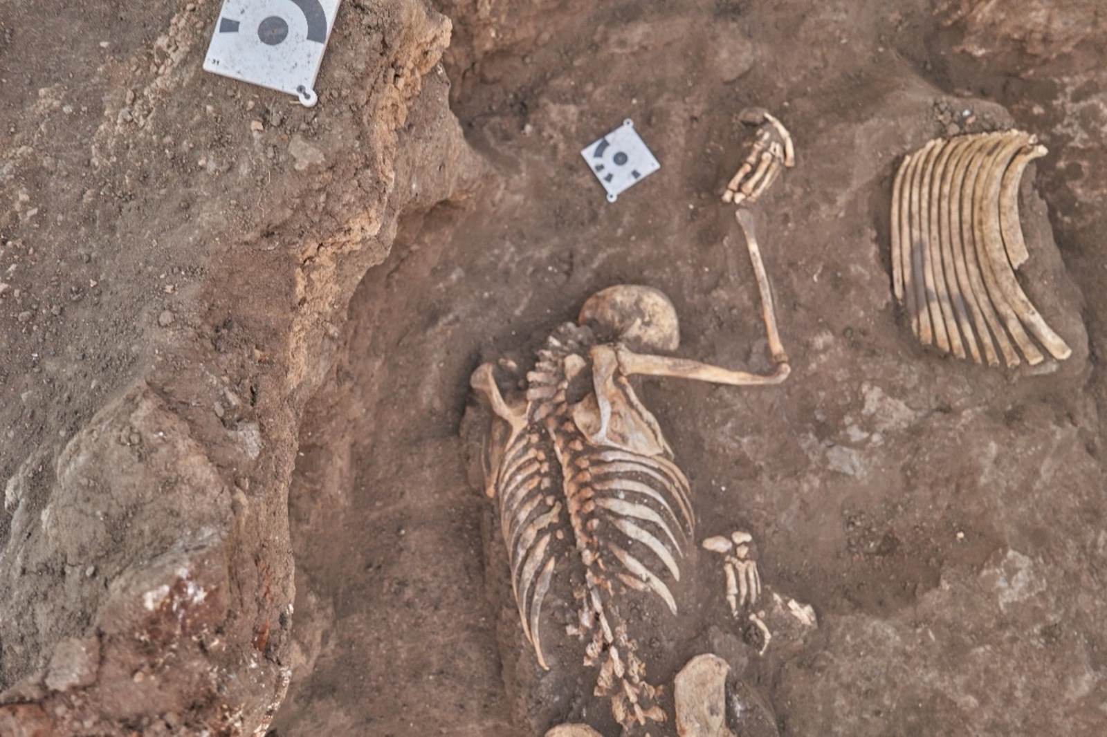 Фестиваль «Башкорт аты»: башкирская лошадь – от современности до глубины веков