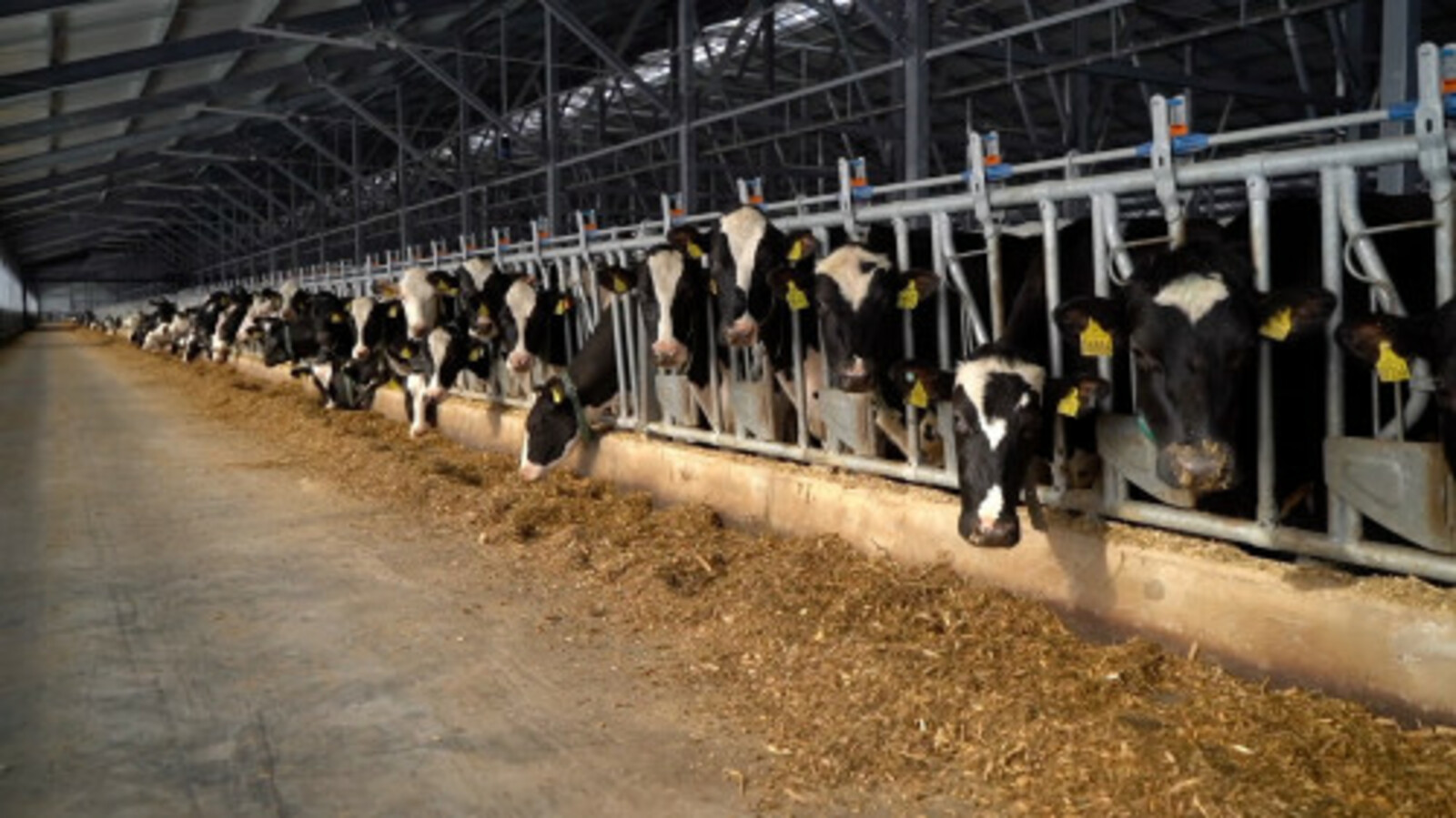 В Башкирии выросла продуктивность в животноводстве