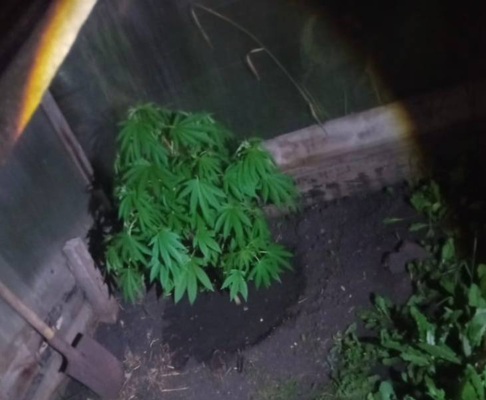 В Стерлитамаке аноним сдал полиции 53-летнего наркомана-коноплевода