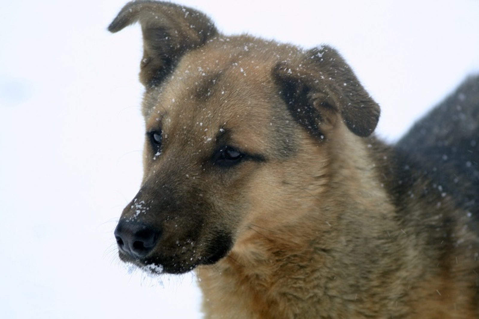 Бастрыкин взял на контроль дело о плохом отлове собак в Уфе