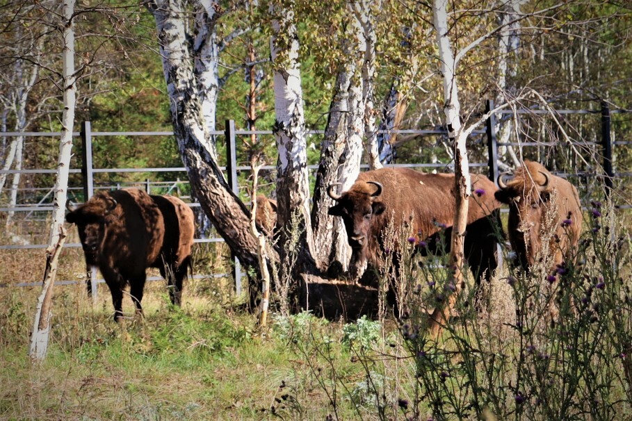 АКУНА МАТАТА, МУРАДЫМ!