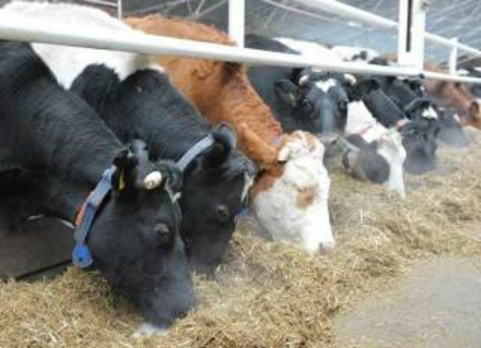 Что делать, чтобы не потерять скот из-за опасных болезней