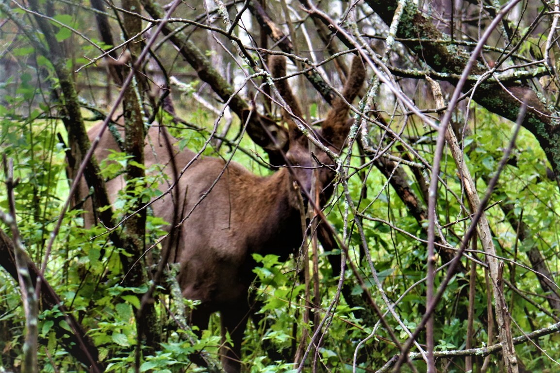 ВОЛОНТЕРЫ РГО СЧИТАЮТ МАРАЛОВ