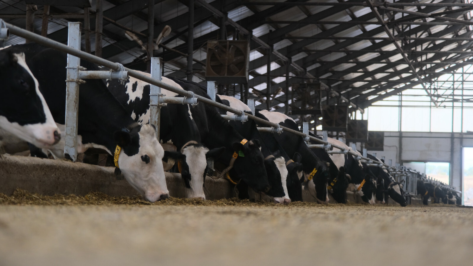 В Башкирии проведут генетическую экспертизу КРС